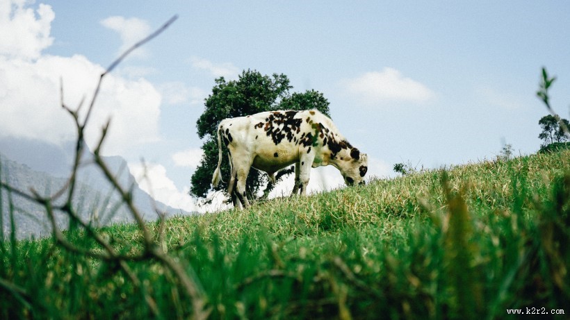 产牛奶的奶牛图片