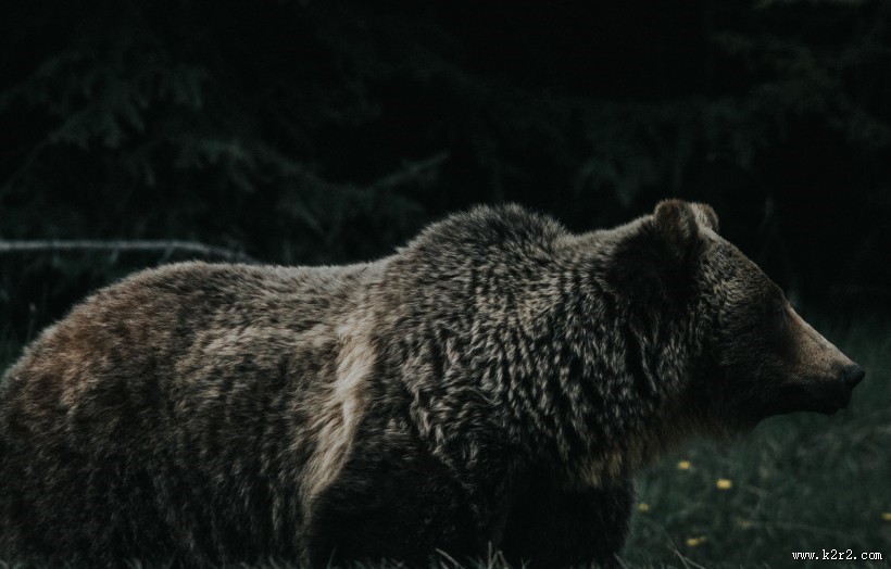 庞大的棕熊图片大全