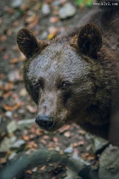 庞大的棕熊图片大全
