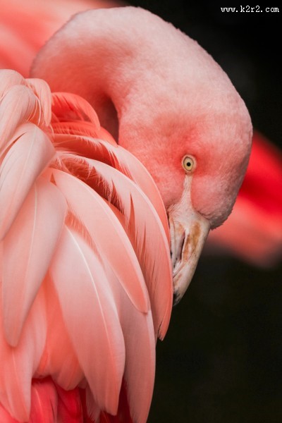 亮丽的火烈鸟图片