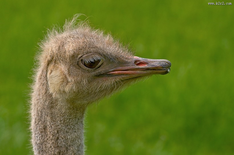 擅长奔跑的鸵鸟图片大全