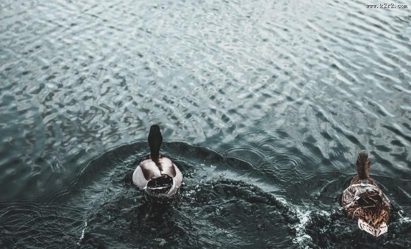 水中的鸭子图片