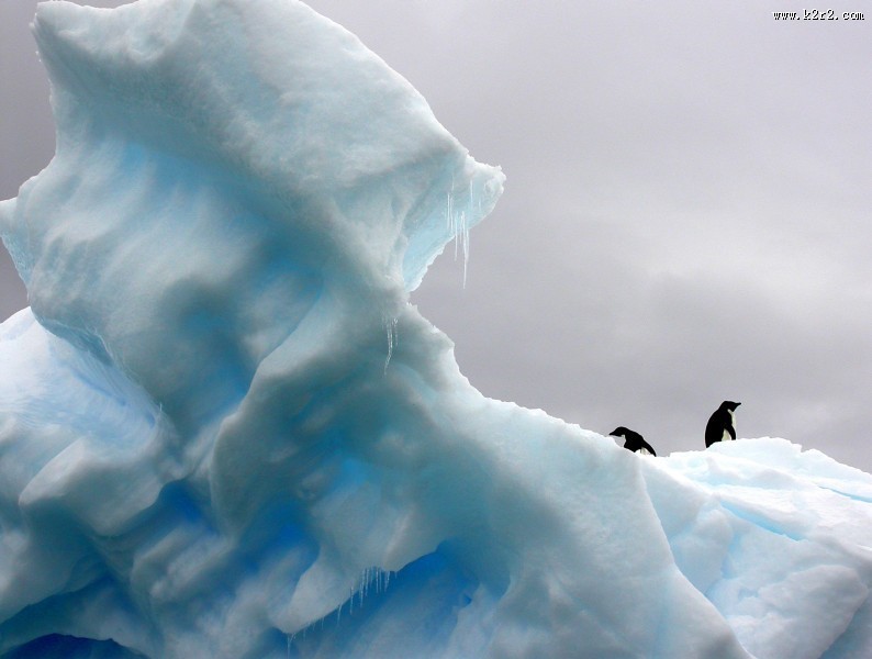聪明可爱的企鹅图片
