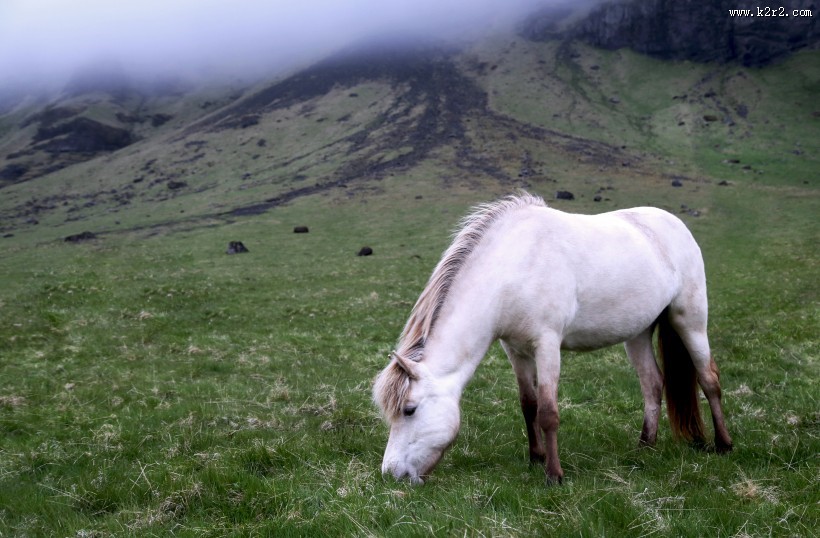 白色的骏马图片