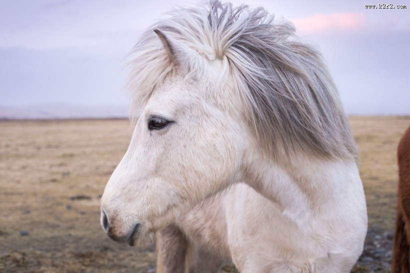 白色的骏马图片