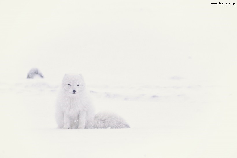 可爱的北极狐图片