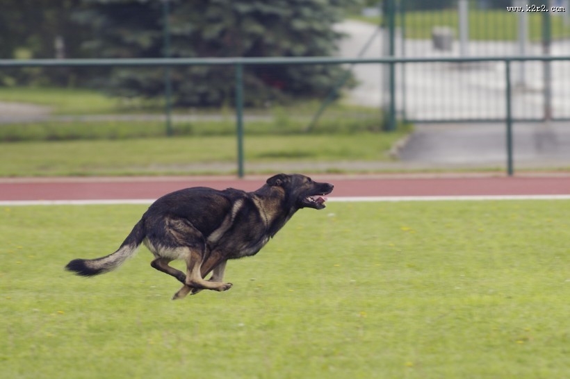 奔跑跳跃的狗狗图片
