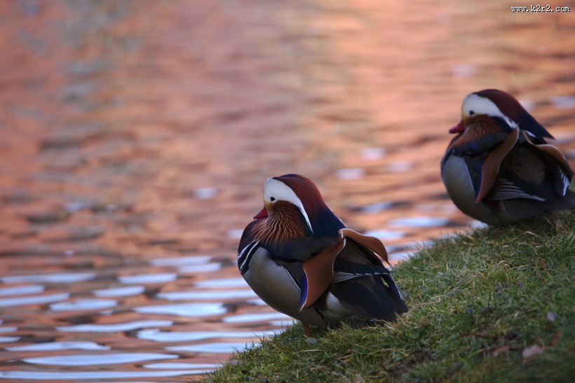 色彩斑斓的鸳鸯图片