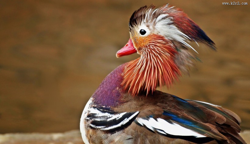 色彩斑斓的鸳鸯图片