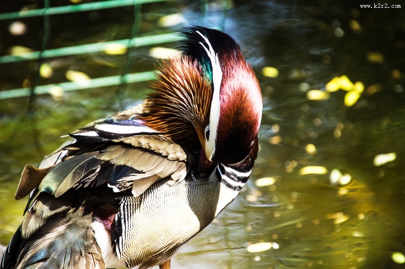 色彩斑斓的鸳鸯图片