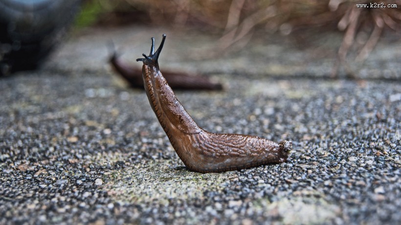 缓慢的蛞蝓图片大全
