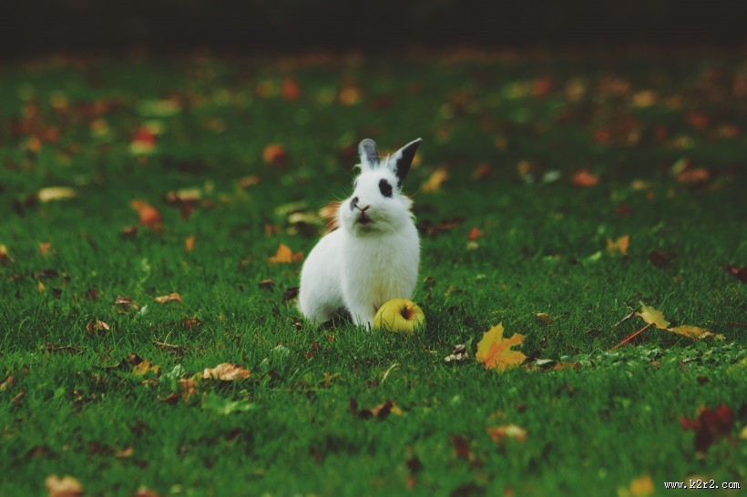 可爱的兔子图片大全