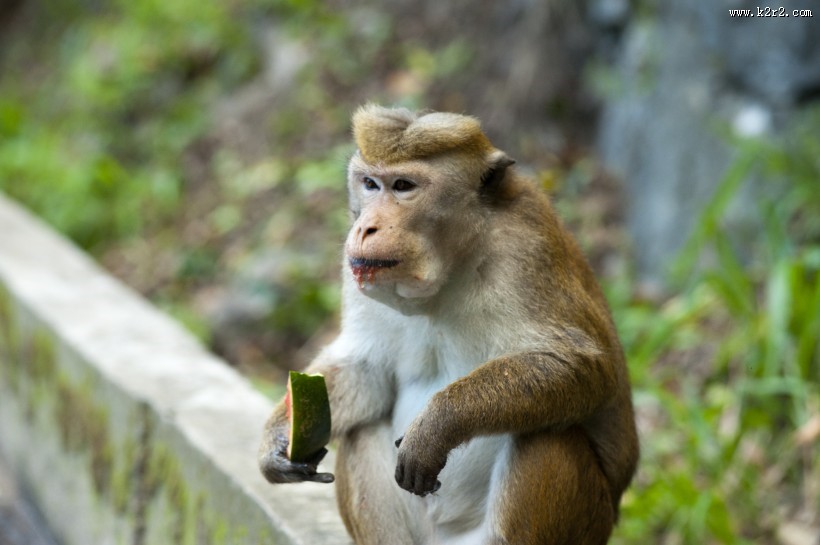 呆萌的猴子图片