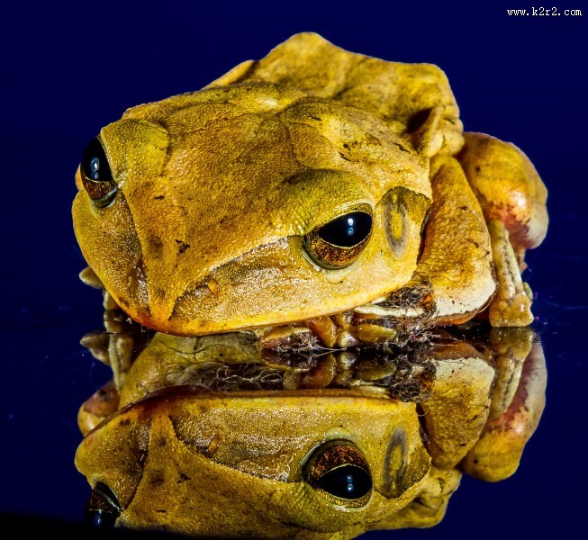 不同种类的青蛙图片