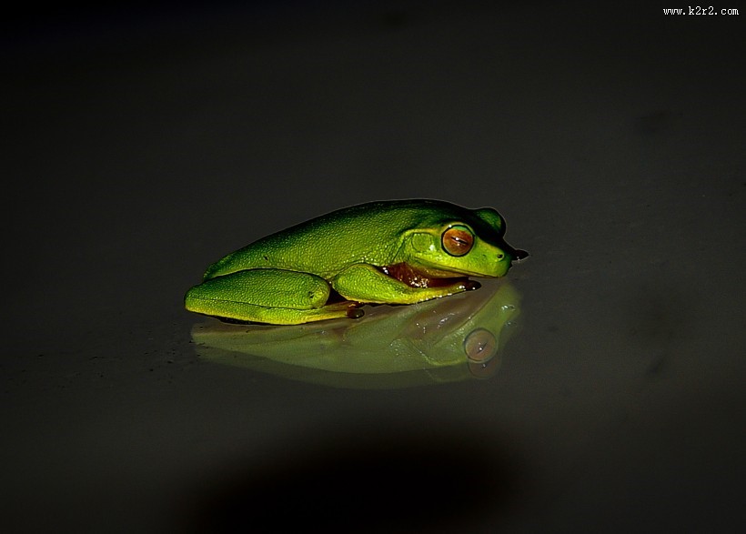 不同种类的青蛙图片