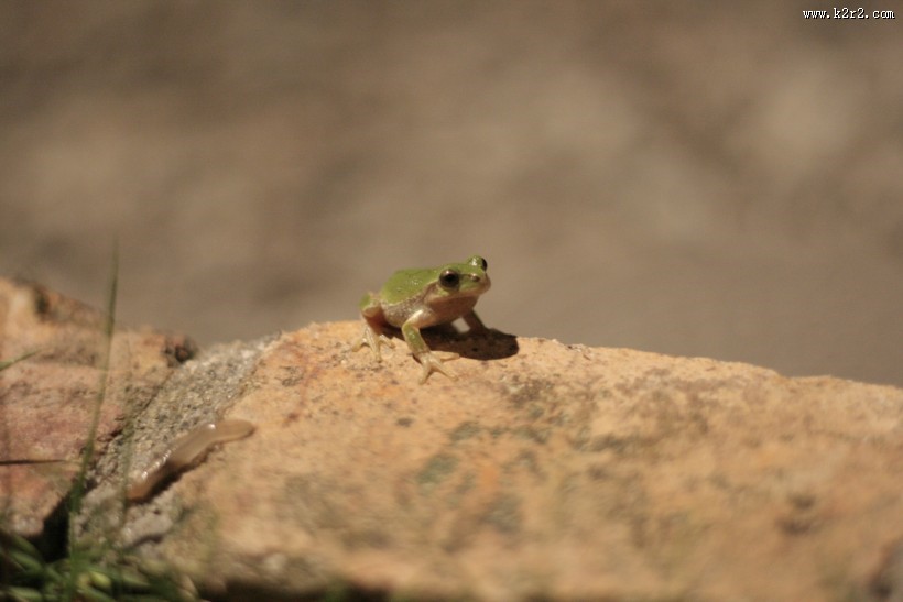 不同种类的青蛙图片