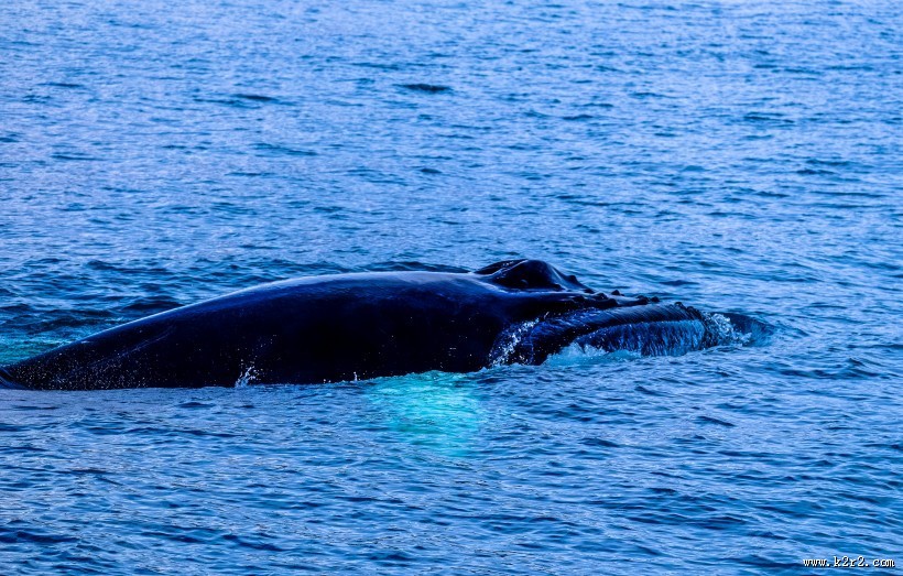 浮出水面的鲸鱼图片大全