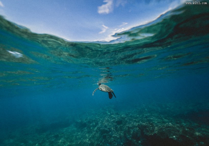 遨游的海龟图片