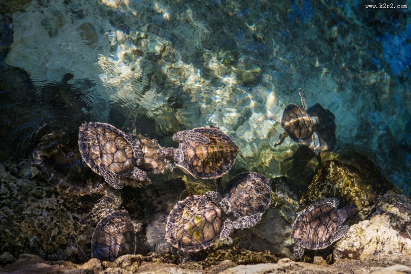 遨游的海龟图片