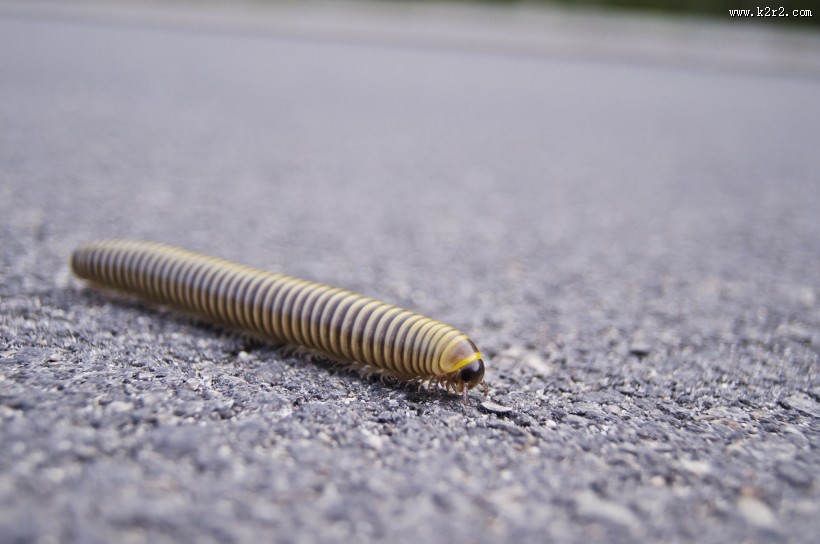 可怕的蜈蚣图片