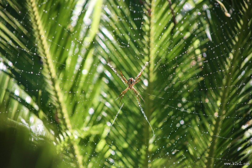 形态各异的蜘蛛图片大全