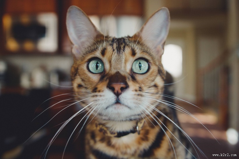 神奇的动物眼睛图片