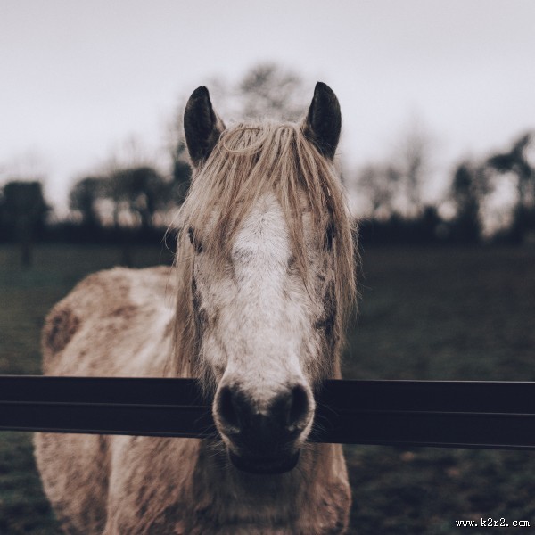 奔驰的骏马图片大全