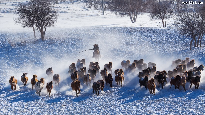 奔驰的骏马图片大全