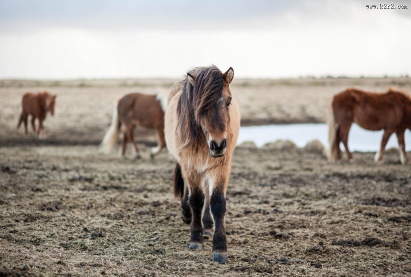 奔驰的骏马图片大全