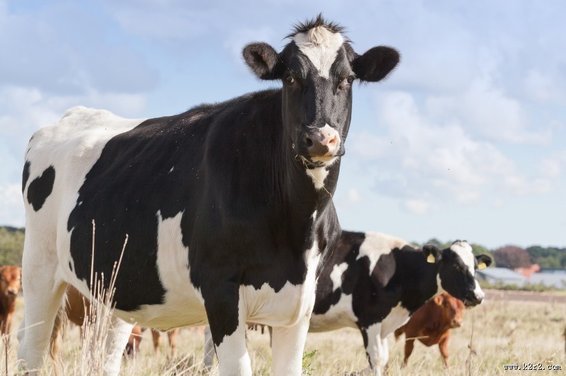 牧场里的奶牛图片大全