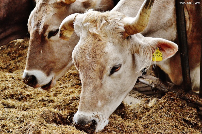 牧场里的奶牛图片大全