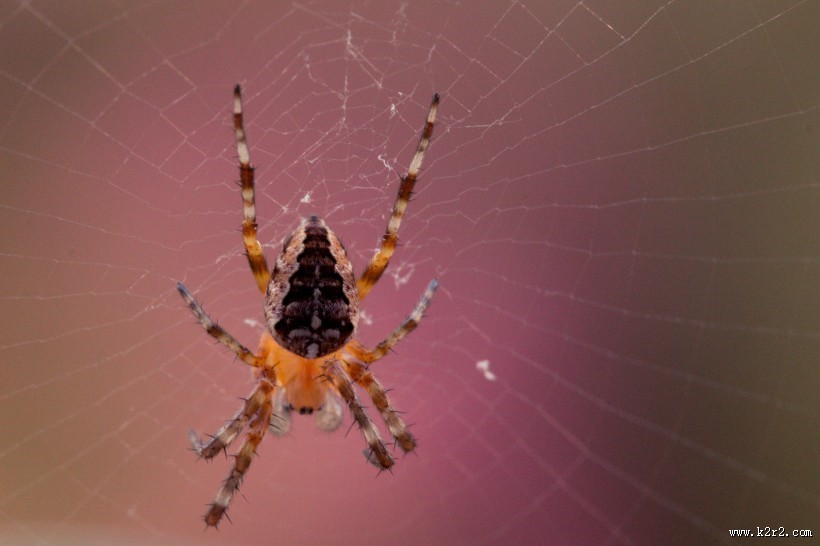 剧毒的狼蛛图片 蜘蛛图片