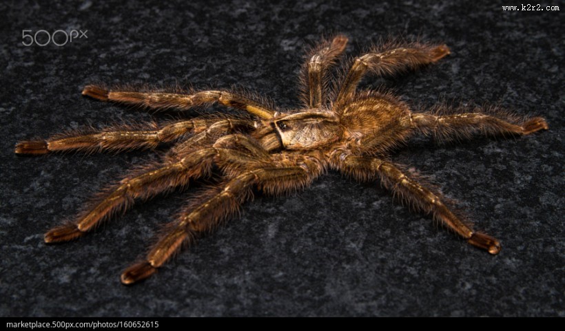 剧毒的狼蛛图片 蜘蛛图片