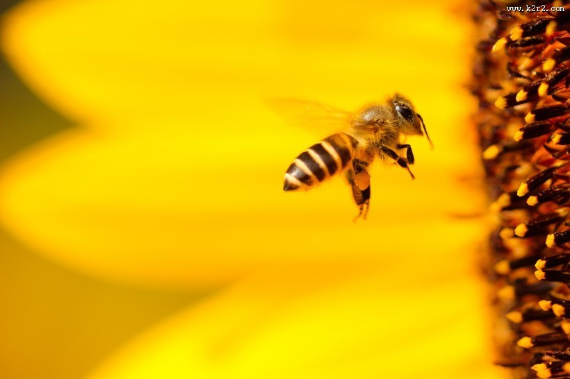 嗡嗡的小蜜蜂图片