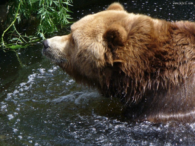 呆萌可爱的狗熊图片大全