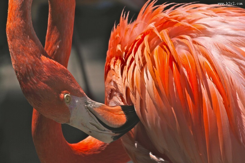 鲜艳优雅的火烈鸟图片
