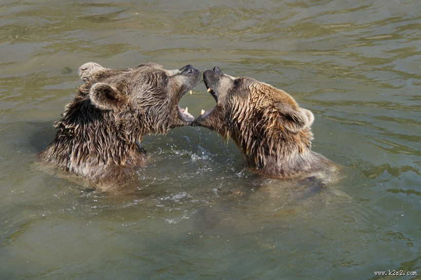 呆萌可爱的狗熊图片