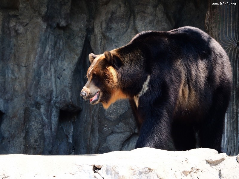 呆萌可爱的狗熊图片