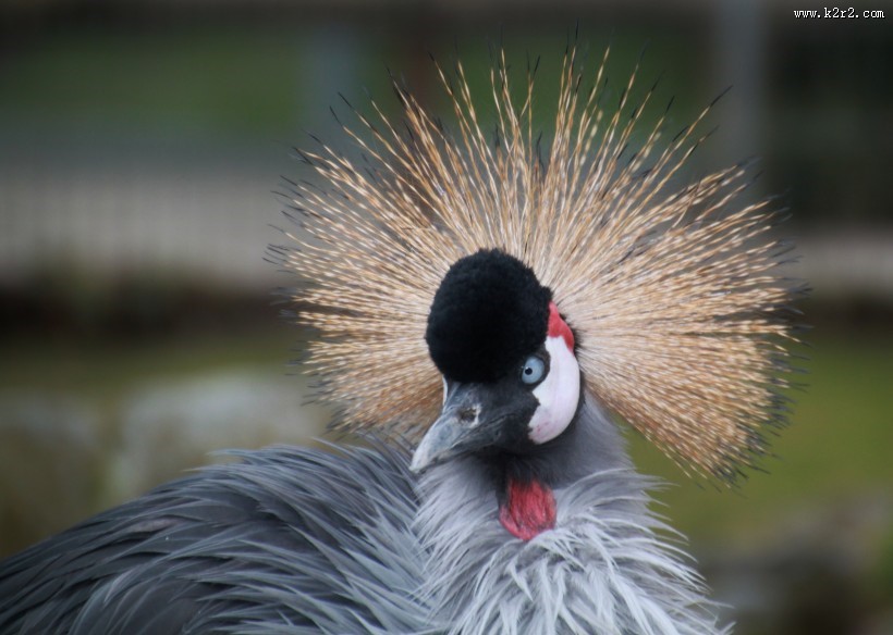 灰色丹顶鹤图片大全