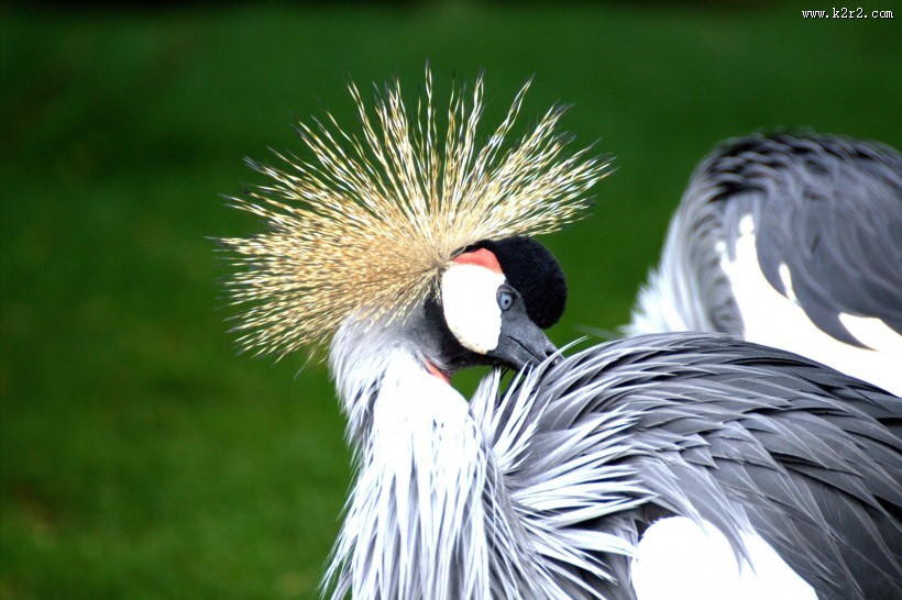 灰色丹顶鹤图片大全