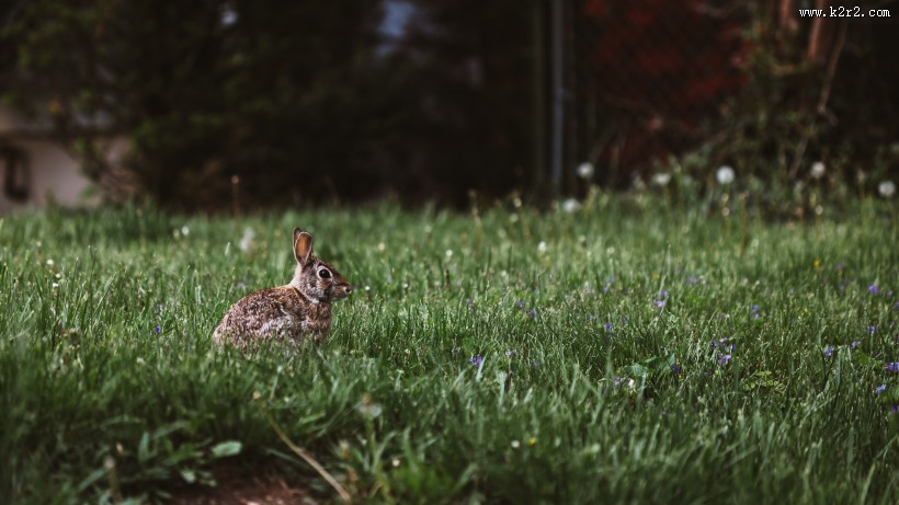 可爱的野兔图片大全