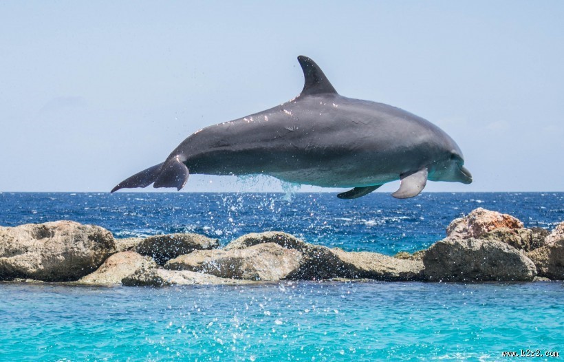 水中嬉戏的海豚图片