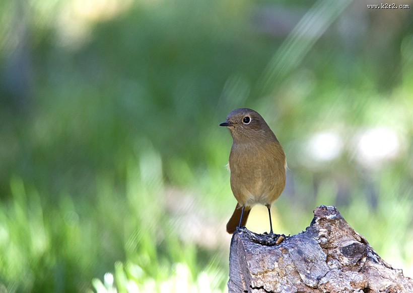 北红尾鸲图片大全