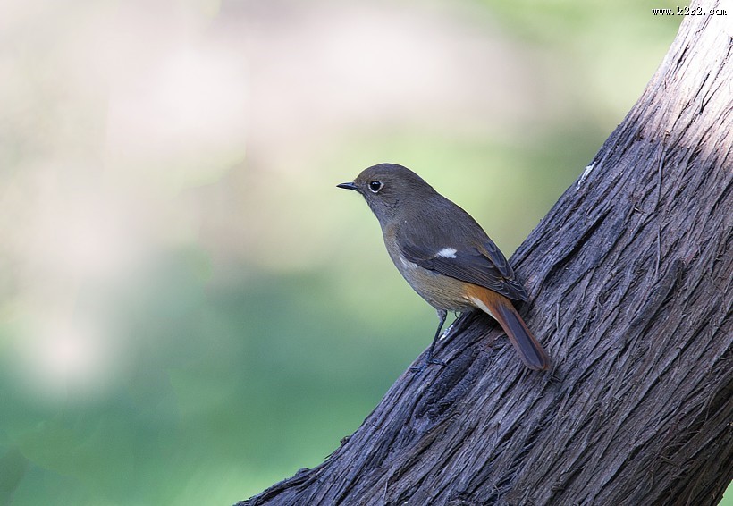 北红尾鸲图片大全