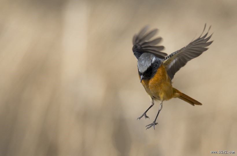 北红尾鸲图片大全