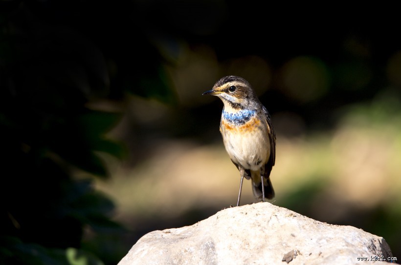 蓝点颏图片大全