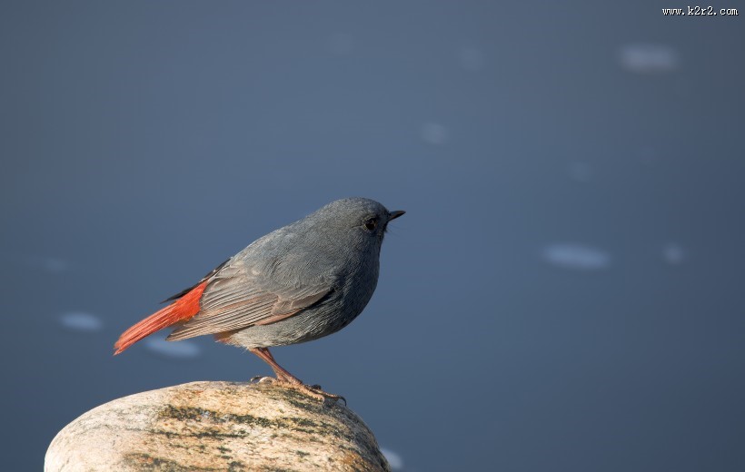 红尾水鸲图片大全