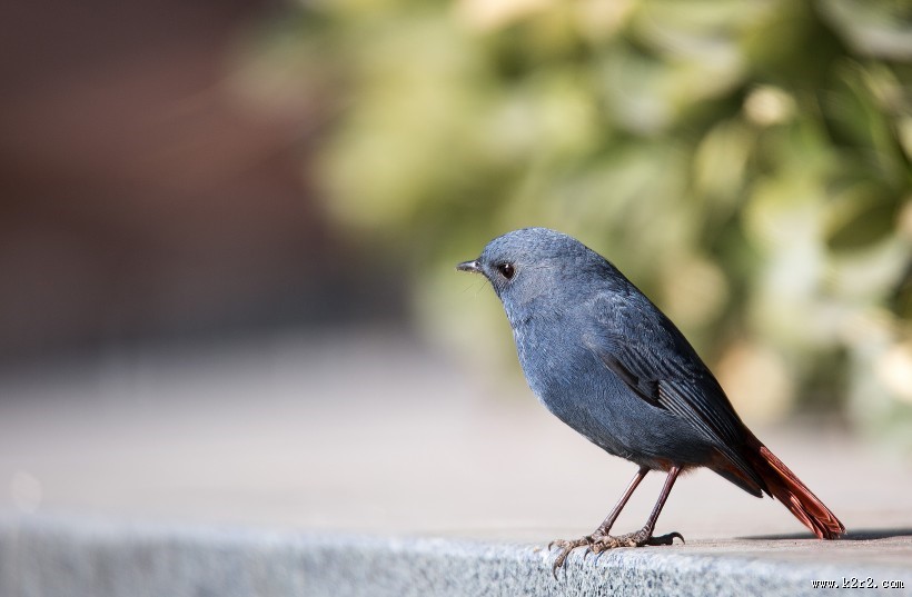 红尾水鸲图片大全