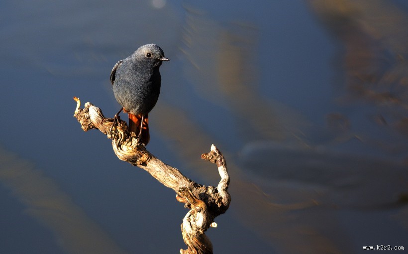 红尾水鸲图片大全