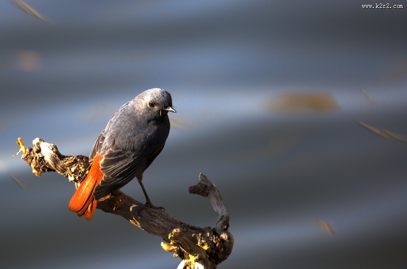 红尾水鸲图片大全
